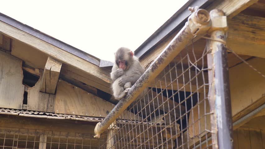 Slow motion landscape of a baby Japanese snow monkey macaque animal species sitting and eating food on a fence rooftop hut at Arashiyama wildlife park on Mount Iwatayama in Kyoto city Japan tourism