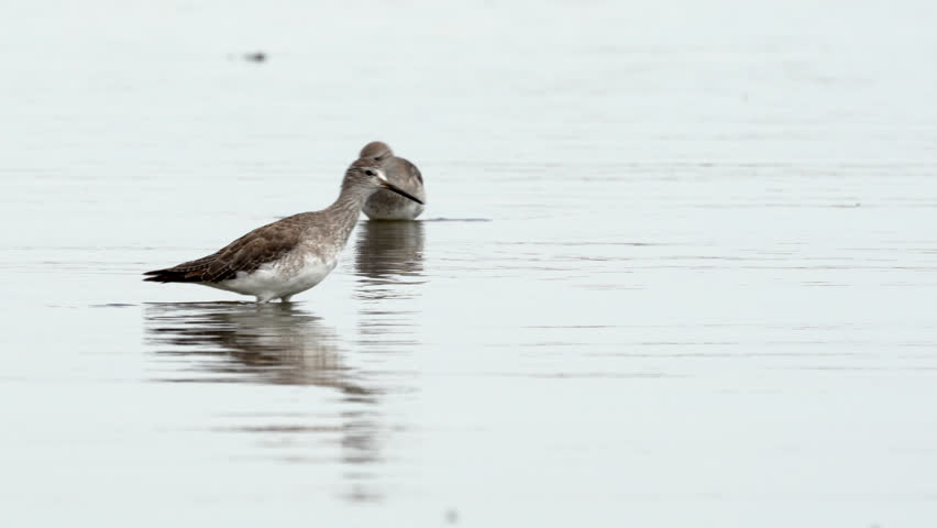 Lesser Yellowlegs (Tringa flavipes) wading in shallow calm waters at Ansenuza National Park, Córdoba. Migratory North American shorebird feeding in South American wetland habitat during non-breeding.