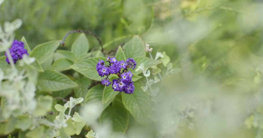 Camera shifting focus, purple flower cluster coming into focus in garden, showing yellow centers. Macro, bloom, petals, lavender, foliage, leaves, bokeh
