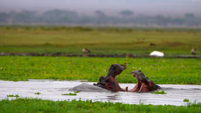 Wild Hippos Clashing in River Showing Aggressive Behavior