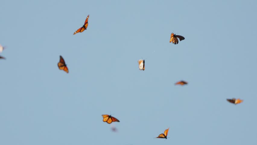 A vast colony of monarch butterflies in Mexico fills the sky and forest. Butterflies at sky background. At sunset they blanket tree branches, then lift together, swirling above grass before gently settling again in golden light