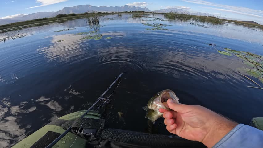 Largemouth bass released into mountain lake water leaps and swims away