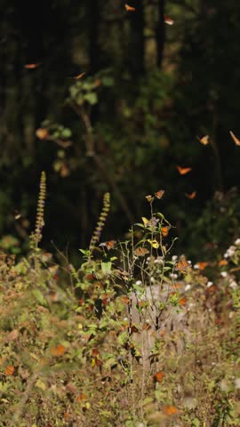 Close-up of several monarch butterflies in Mexico resting on sunlit plants at sunset, gently moving from flower to flower. Their wings touch as they interact, flutter, and share the warm golden air.
