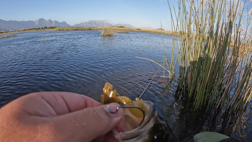 Largemouth bass caught on anglers fishing line is held up to POV camera