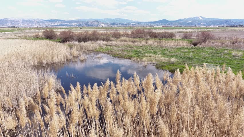 An aerial view of a peaceful pond surrounded by reeds, with mountains stretching into the distance on a sunny day. A natural wetland ecosystem and serene landscape.