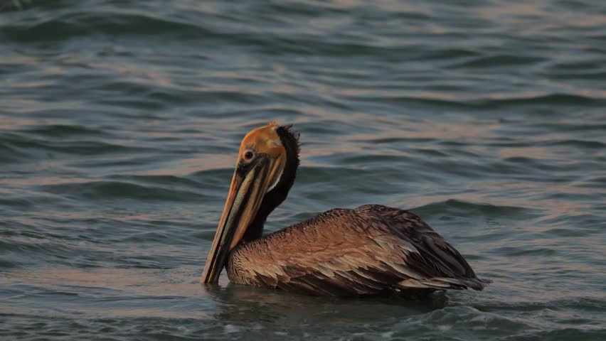Solitary brown pelican floating on calm ocean water preening its feathers and filtering water through its large bill pouch in serene coastal habitat, close up wildlife moment with reflections under bright natural daylight