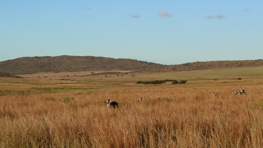 A herd of zebras traversing the golden savannah, blending into the landscape