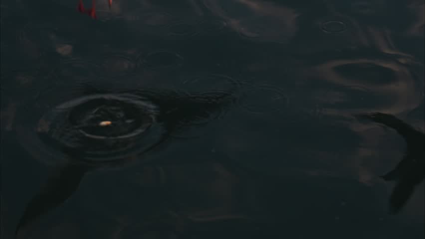 Seagulls dive into water catching fish motion footage dynamic wildlife bird action.