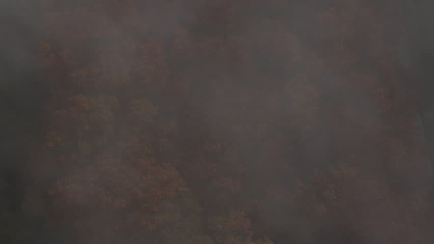 Aerial view of trees amongst the fog