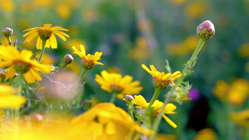 Close-up of a beautiful flower field with yellow flowers and a tree in the background. Spring mood. Spring nature.