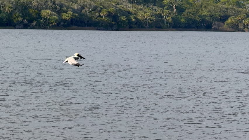 Pelican diving into a river