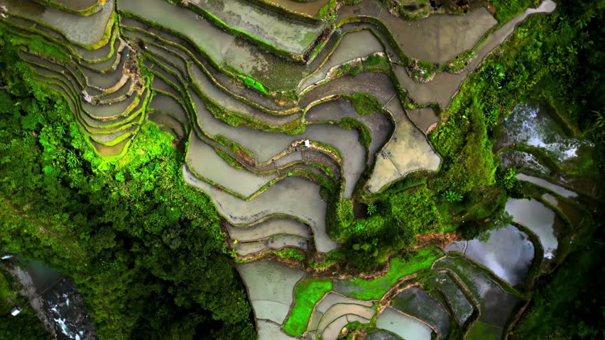 Aerial view of green terraced fields forming natural patterns in landscape.