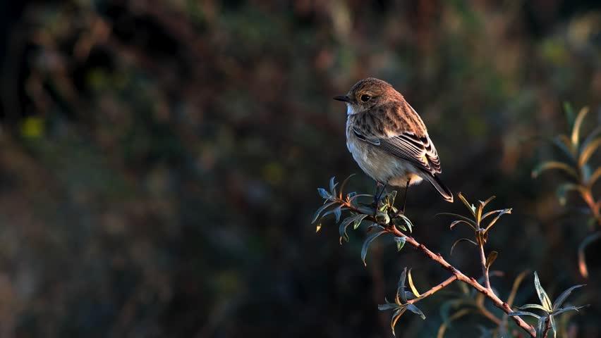 Small bird perched on a branch in natural environment with soft background.