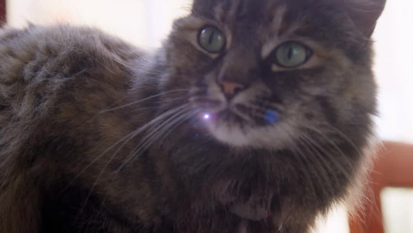Tabby cat sitting near lamp, sparkles appearing, muzzle flare growing into rainbow bloom for design. Feline, cozy, glow, halo, iridescent, interior, furniture