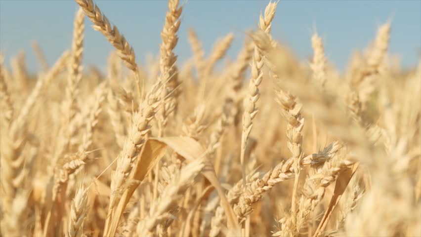Close up golden ears of ripe wheat slowly swaying in rural field against blue sky. Concept of agriculture and bread production. Agriculture, wheat bread. World reserves of wheat grain. Grain deal.