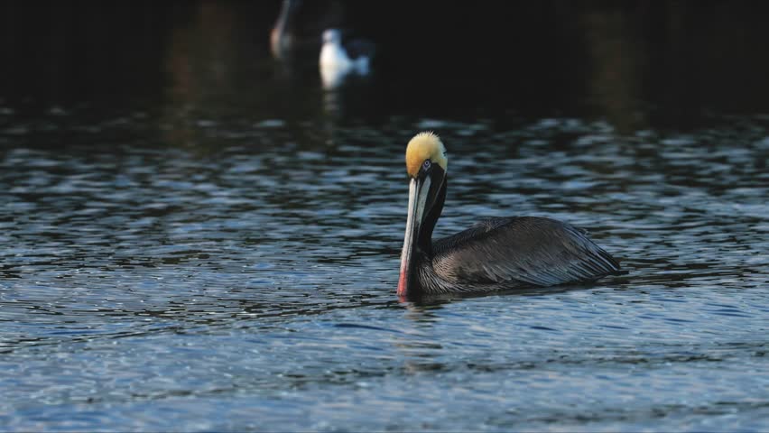 Solitary brown pelican floating on calm ocean water preening its feathers and filtering water through its large bill pouch in serene coastal habitat, close up wildlife moment with reflections under bright natural daylight