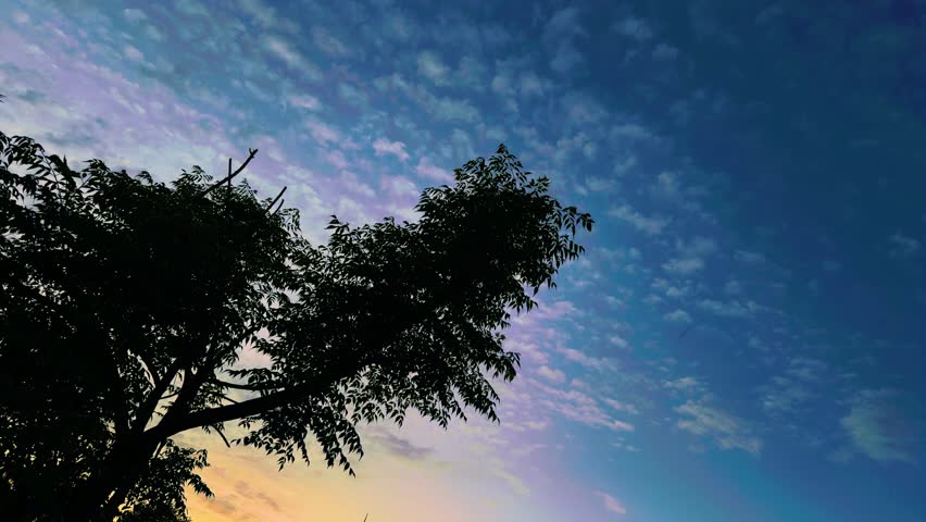 A Tree in Cloudy Sky 
