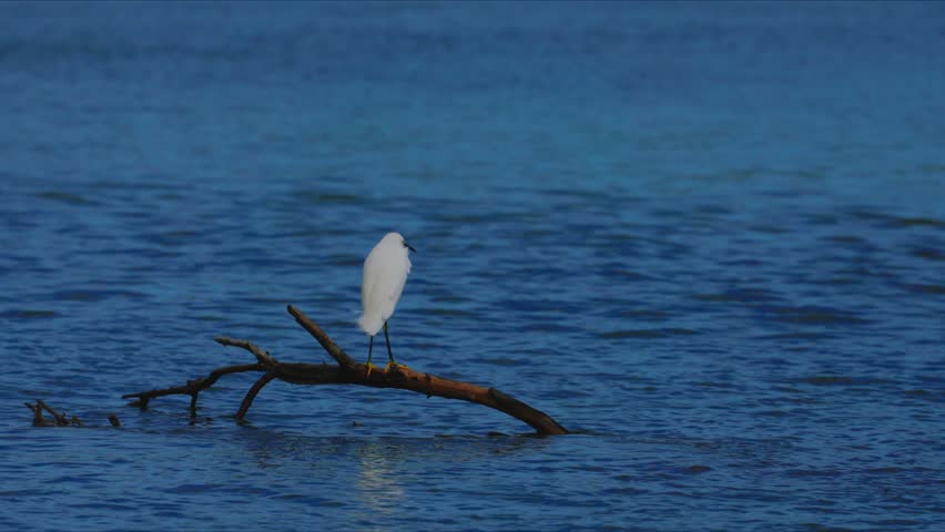 Little white egret standing gracefully on a driftwood log in the middle of calm water, serene wetland scene with reflections, delicate wading bird in natural habitat, peaceful wildlife moment under daylight sky