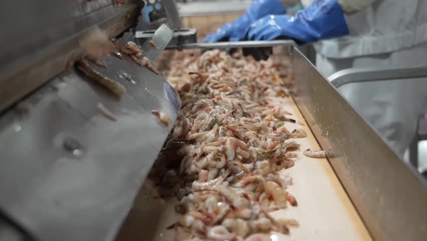 Large quantities of raw peeled shrimp falling from a hopper onto a conveyor belt in a commercial food processing plant
