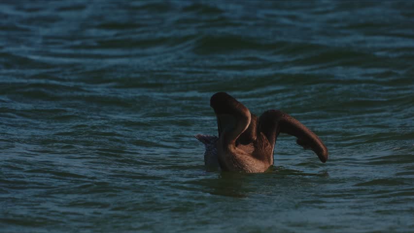 Solitary brown pelican floating on calm ocean water preening its feathers and filtering water through its large bill pouch in serene coastal habitat, close up wildlife moment with reflections under bright natural daylight