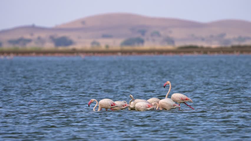 Scenic View of Flamingos in Water with Mountains Behind