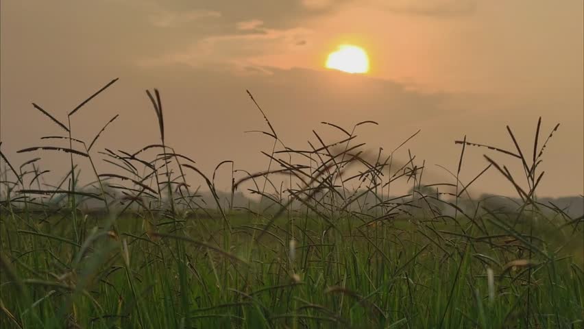 Scenic sunset over a wild grass field with warm golden light. Peaceful rural landscape at dusk, perfect for nature and environmental backgrounds.