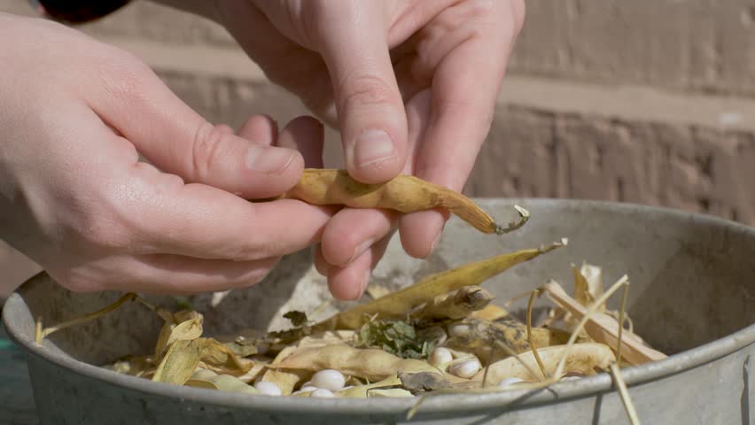 Female chefs hands carefully peel beans from dry pods, placing them in metal bowl. Metal bowl holds both beans and empty pods. Wooden table adds rustic touch to culinary work