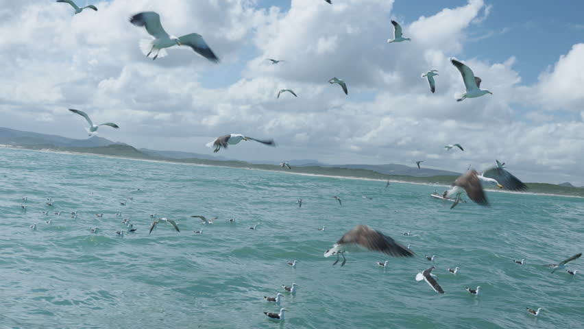 Seagulls Flying Above Atlantic Ocean During Shark Cage Dive, Birds Scavenging Near Boat in Gansbaai South Africa