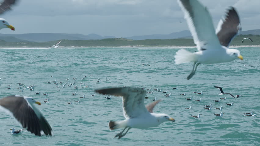 Seagulls Flying Above Atlantic Ocean During Shark Cage Dive, Birds Scavenging Near Boat in Gansbaai South Africa