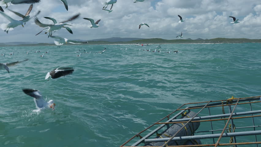 Seagulls Flying Above Atlantic Ocean During Shark Cage Dive, Birds Scavenging Near Boat in Gansbaai South Africa