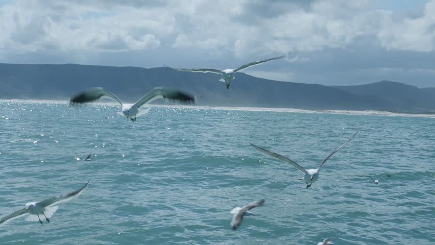 Seagulls Flying Above Atlantic Ocean During Shark Cage Dive, Birds Scavenging Near Boat in Gansbaai South Africa