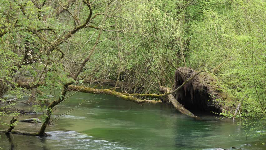 a natural river landscape with green trees and flowing water