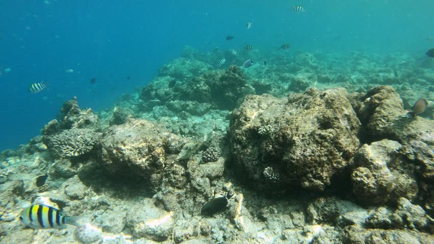 Aluterus scriptus, commonly known as scrawled filefish, broomtail filefish or scribbled leatherjacket, is a marine fish belonging to the family Monacanthidae. This species has a circumtropical distribution; it can be found in the tropical waters from the Atlantic Ocean, the Indian Ocean and the Pacific Ocean