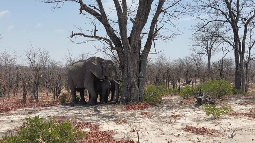 African bush elephants (Loxodonta africana)looking for a shade in Moremi Game Reserve, Botswana.