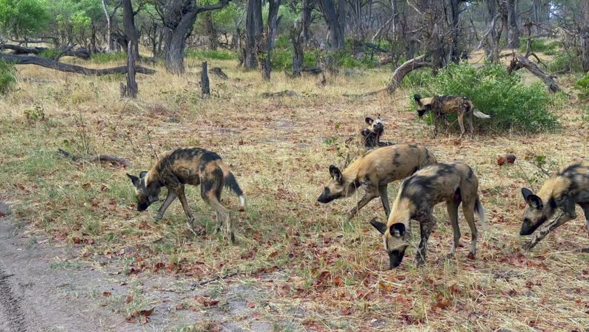 African wild dog (Lycaon pictus) or painted dog, pack on the side of a road in Moremi Game Reserve, Botswana.