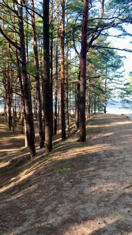 Wooden Boardwalk Leading to Sea Through Pine Forest Latvia