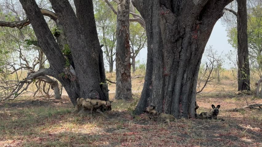 African wild dogs (Lycaon pictus) resting in the shade in Moremi Game Reserve, Botswana.