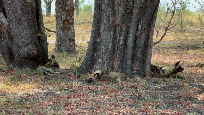 Group of African wild dogs (Lycaon pictus) resting in the shade in Moremi Game Reserve, Botswana.