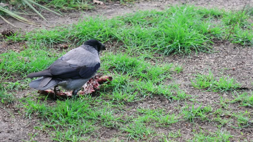 Crow pecks at a piece of meat on the ground, with lush green grass and dirt visible, highlighting the bird