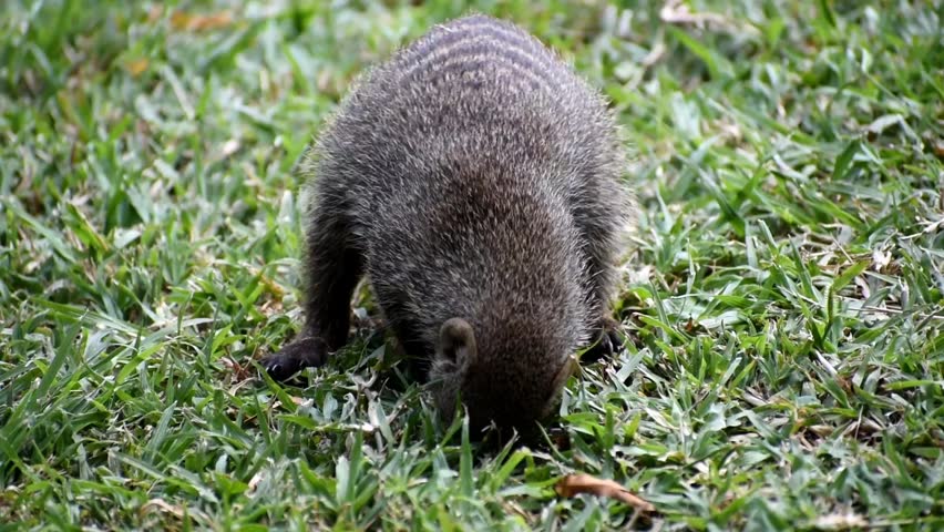Curious Common Dwarf Mongoose (Helogale parvula) foraging in green grass, showcasing natural behavior in an African wildlife setting at Bakubung game lodge, Pilanesberg game reserve
