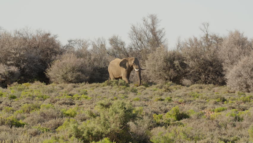 Wide Angle Slow Motion of African Savanna Elephant Walking Across Vast Grassland Plain, Scenic Wildlife Landscape South Africa