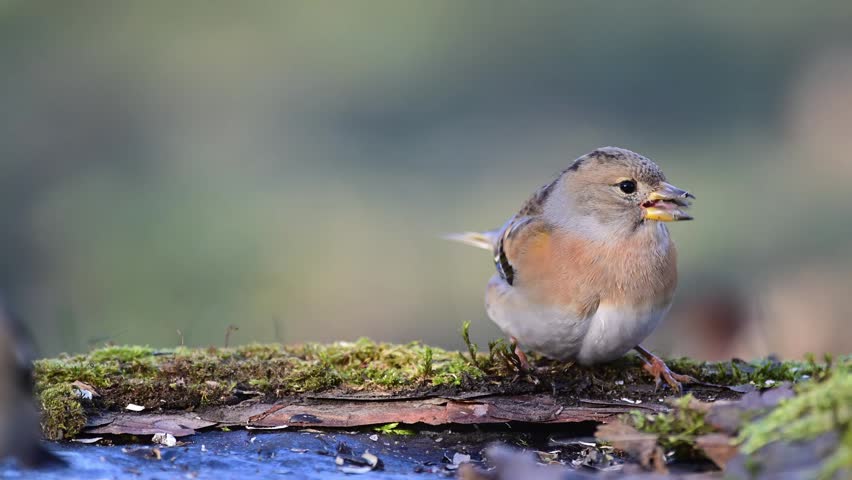 Brambling (Fringilla montifringilla) feeding in its natural habitat. Slow motion wildlife footage capturing natural feeding behavior of a small songbird in outdoor environment.