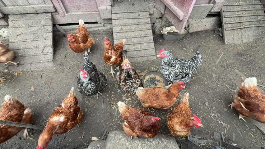 Free range chickens pecking grain in a coop