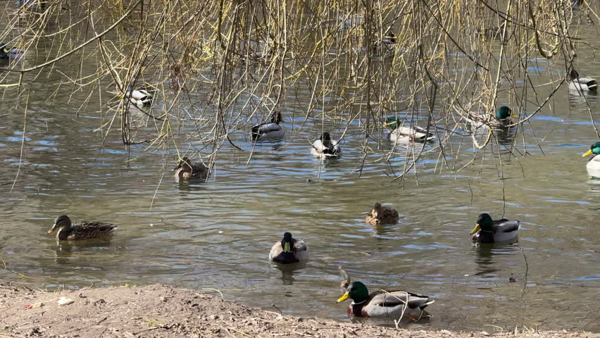Mallard ducks splashing and swimming in a pond