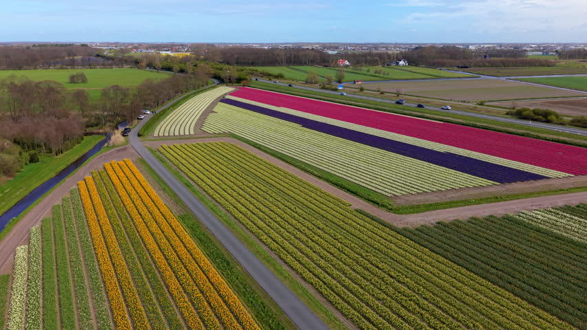 Breathtaking aerial view of vibrant Dutch tulip fields in spring. Colorful geometric rows of yellow, white, and purple flowers bloom along a countryside road under a clear sky in the Netherlands.