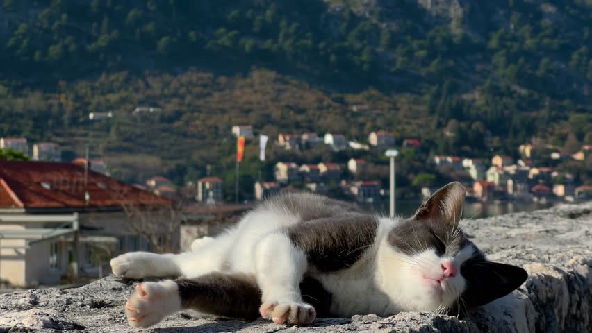 Gray and white cat idly rolling, basking and stretching on fortress wall in Old Town Kotor. Hills and residential houses rising in background