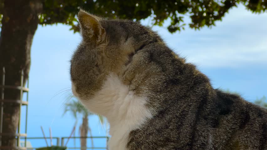 Close up street cat with chubby cheeks looking around on the waterfront in Herceg Novi, Montenegro with palm trees and blue sky in the background