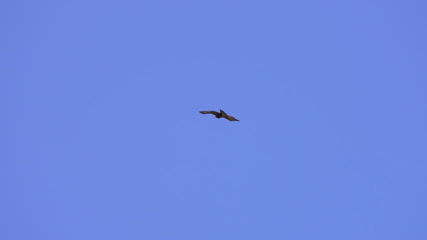 Golden Eagle flying through the sky as a Peregrine Falcon dives past it in slow motion.