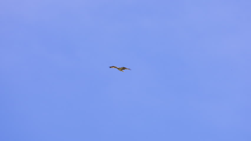 Osprey gliding through the sky during Spring in Wyoming after migrating north.