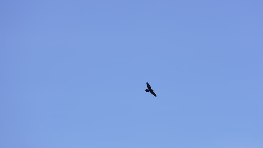 Raven gliding around against a blue sky in Wyoming in slow motion.